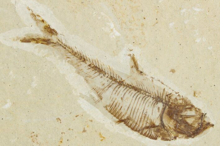Juvenile Fossil Fish (Diplomystus) - Wyoming #355596